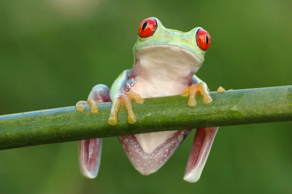 Red-eyed treefrog (Agalychnis callidryas) — Stock Photo, Image