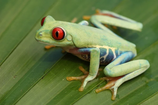 Red-eyed treefrog (Agalychnis callidryas) — Stock Photo, Image