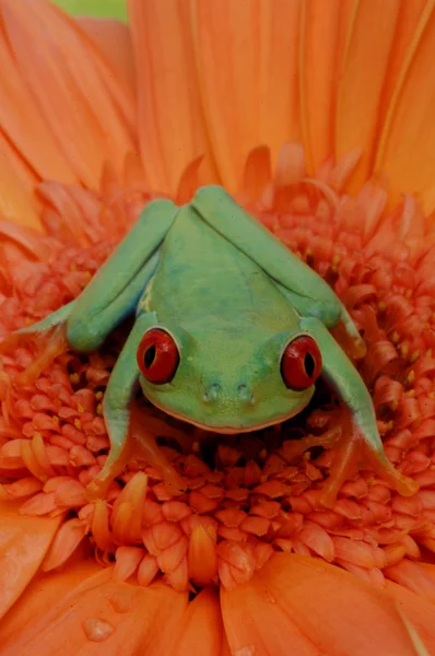 Red-eyed treefrog (Agalychnis callidryas) — Stock Photo, Image