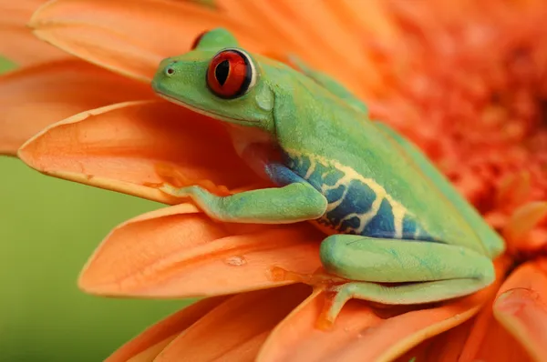 Red-eyed treefrog (Agalychnis callidryas) — Stock Photo, Image