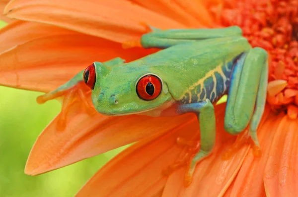 红眼树蛙 (红眼蛙) — 图库照片