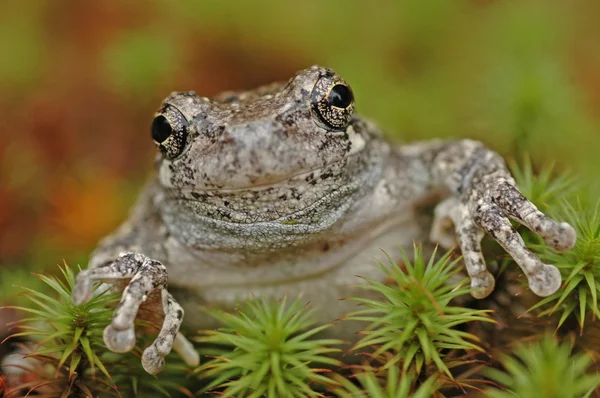 Litoria szary (Hyla versicolor) — Zdjęcie stockowe