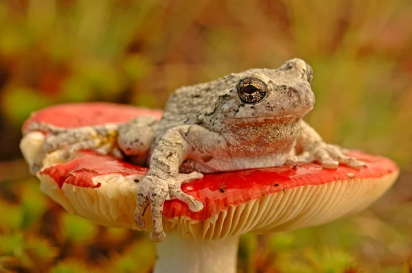 Grijze klimmende (Hyla versicolor) — Stockfoto