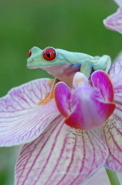 Red-eyed treefrog (Agalychnis callidryas) — Stock Photo, Image