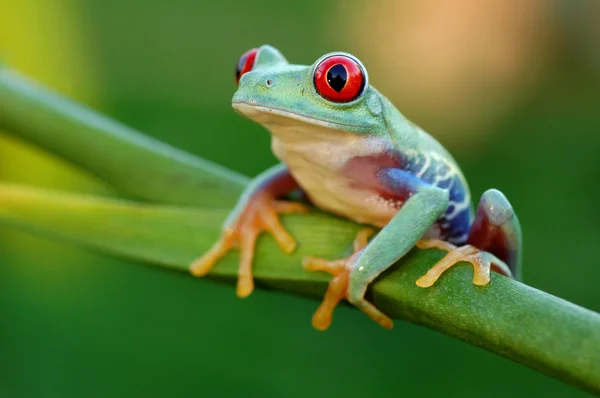 Kırmızı treefrog (amfibi callidryas)