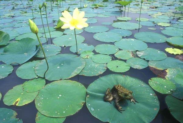 Bullfrog (Rana catesbeiana) — Stock Photo, Image