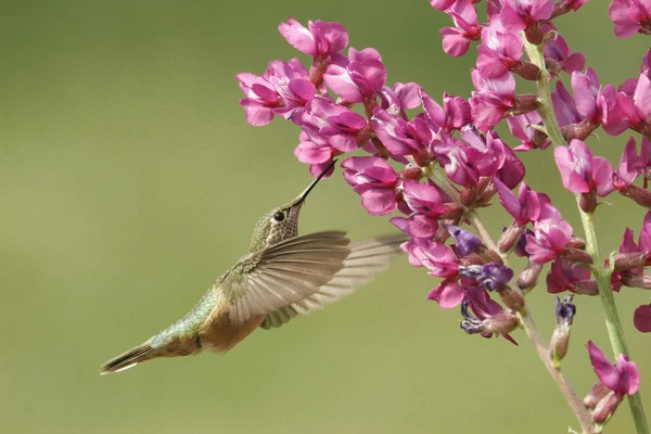 Colibri à queue large femelle (Selasphorus platycercus ) — Photo