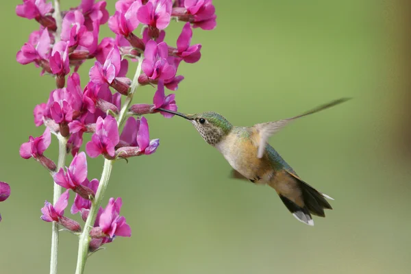 Breed-tailed hummingbird vrouw (Selasphorus platycercus) — Stockfoto