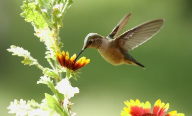 Geniş uçlu minik kuşum dişi (Selasphorus platycercus)