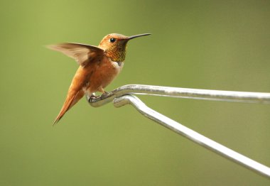 Kızıl sinekkuşu erkek (Selasphorus rufus)