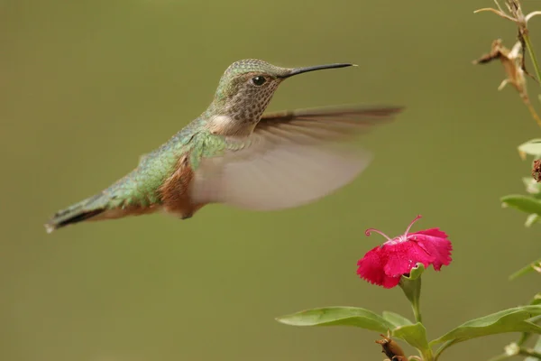 Breed-tailed hummingbird vrouw (Selasphorus platycercus) — Stockfoto
