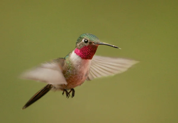 Breed-tailed hummingbird man (Selasphorus platycercus) — Stockfoto