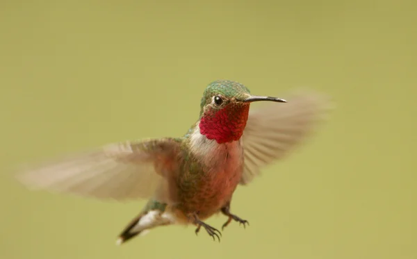 넓은 꼬리 벌 남성 (Selasphorus platycercus) — 스톡 사진