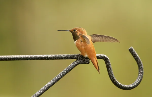 Mężczyzna Rudaczek północny (Avibase rufus) — Zdjęcie stockowe