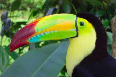 Keel-billed toucan (Ramphastos sulfuratus) clipart
