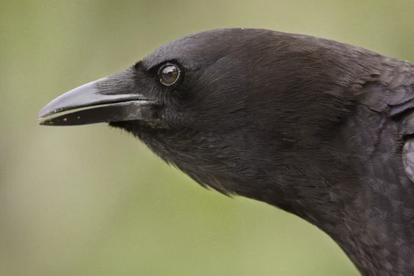 Retrato de cuervo común (Corvus corax ) — Foto de Stock