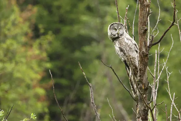 Grande coruja cinzenta (Strix nebulosa ) — Fotografia de Stock