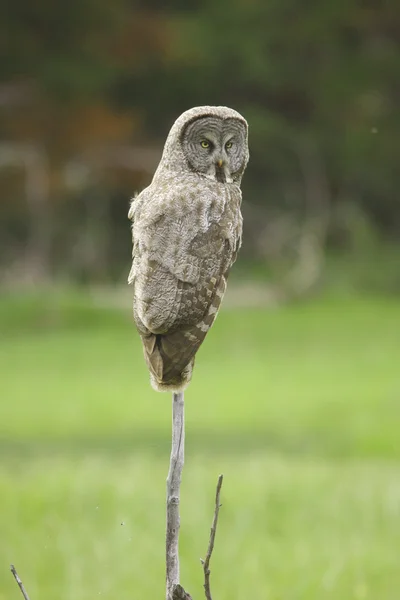 Gran búho gris (Strix nebulosa ) — Foto de Stock