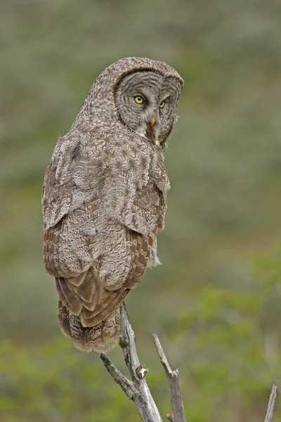 멋진 회색 올빼미 (strix nebulosa) — 스톡 사진