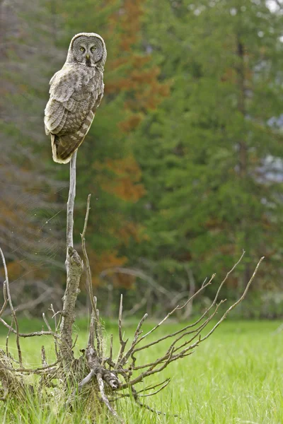 Grande coruja cinzenta (Strix nebulosa ) — Fotografia de Stock