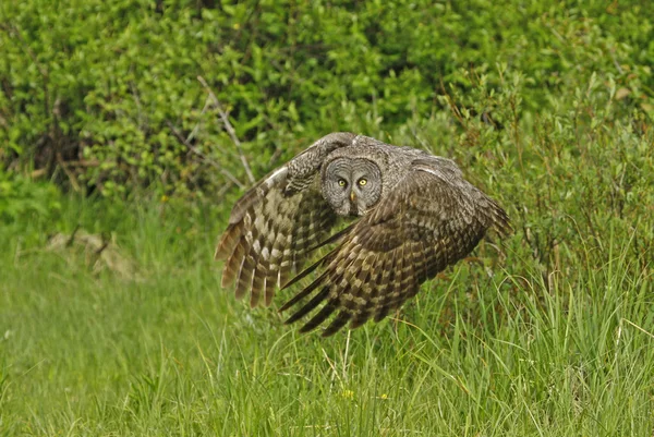 Grote grijze uil (strix nebulosa) — Stockfoto