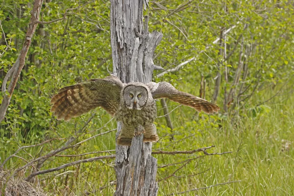 Velká šedá sova (strix nebulosa) — Stock fotografie