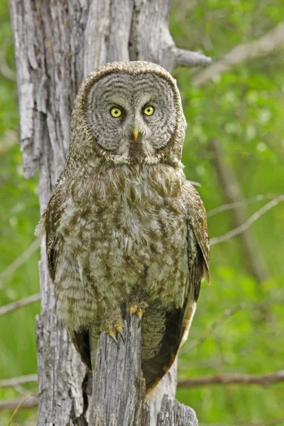 Great Gray Owl (Strix nebulosa) — Stock Photo, Image