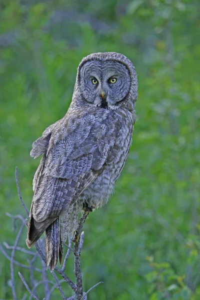 Wielka sowa szary (strix nebulosa) — Zdjęcie stockowe