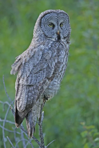 Gran búho gris (Strix nebulosa ) — Foto de Stock