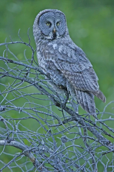 Great Gray Owl (Strix nebulosa) — Stock Photo, Image