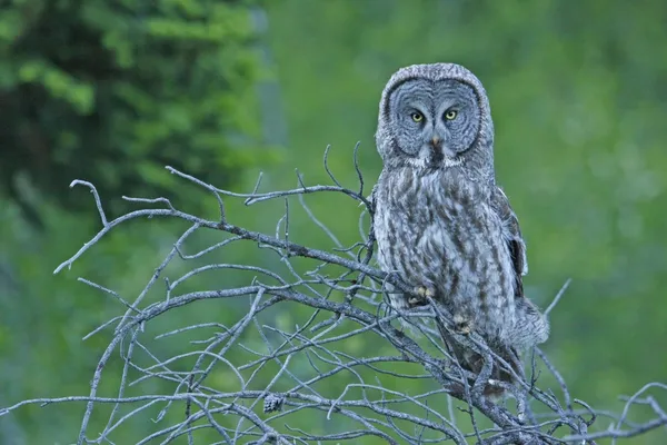 Grande coruja cinzenta (Strix nebulosa ) — Fotografia de Stock