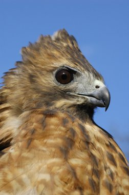 Red-tailed Hawk (Buteo jamaicensis) clipart
