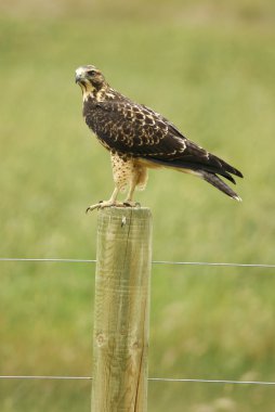 Juvenil kırmızı - kuyruklu bir direğe oturan Şahin (Buteo jamaicensis)