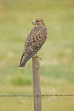 Juvenile Red-tailed Hawk (Buteo jamaicensis) sitting on a pole clipart