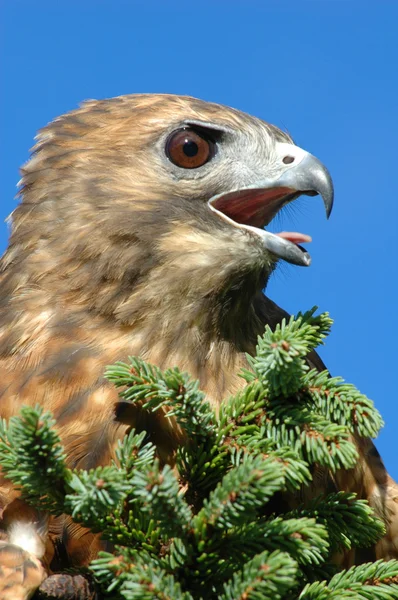 Red-tailed Hawk (Buteo jamaicensis) — Stock Photo, Image