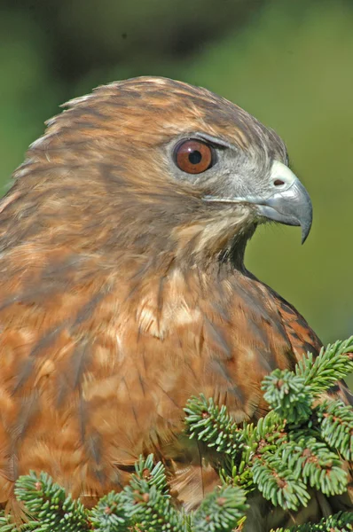 Red-tailed Hawk (Buteo jamaicensis) — Stock Photo, Image