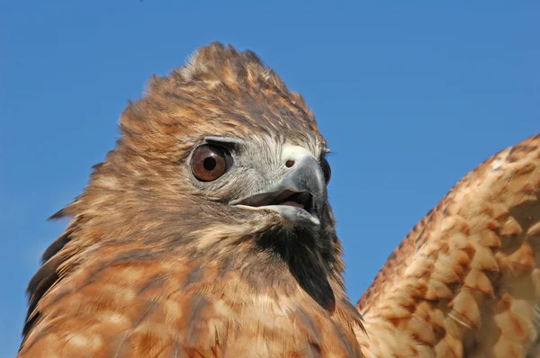 Red-tailed Hawk (Buteo jamaicensis) — Stock Photo, Image