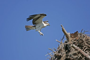 Sorguç (pandion haliaetus)