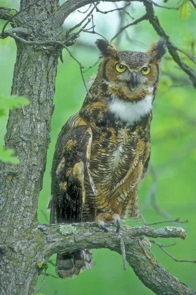 グレート・ホーン・フクロウ(bubo virginianus)) — ストック写真