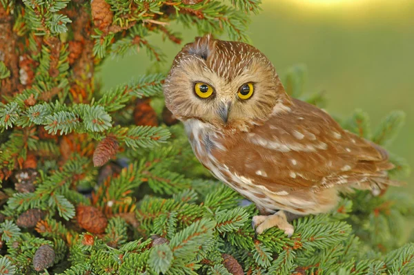 Noordelijke Saw - whet Owl (Aegolius acadicus) — Stockfoto