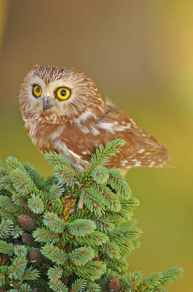 Northern Saw-whet Owl (Aegolius acadicus) — Stock Photo, Image