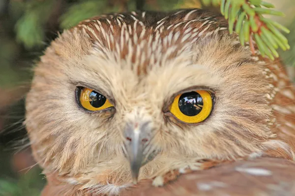 Portrait of Northern Saw-whet Owl (Aegolius acadicus) — Stock Photo, Image