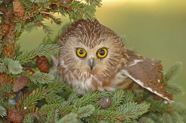 Northern Saw-whet Owl (Aegolius acadicus) — Stock Photo, Image