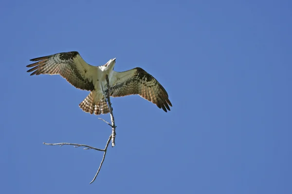 Osprey (Haliéto de pandião ) — Fotografia de Stock