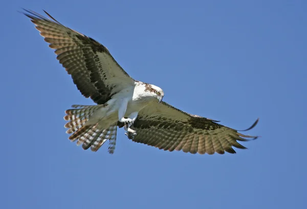 Osprey (Haliéto de pandião ) — Fotografia de Stock