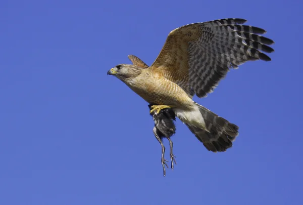 Buse à épaulettes (Buteo lineatus) ) — Photo