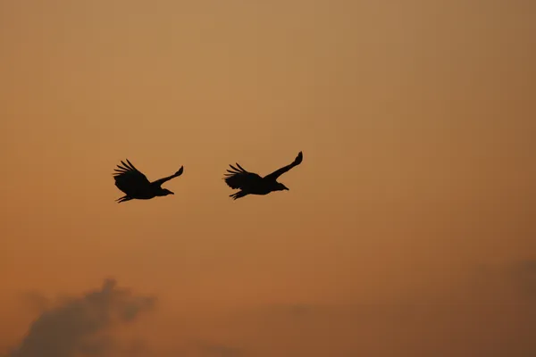 Vautours noirs (Coragyps atratus) volant au coucher du soleil — Photo