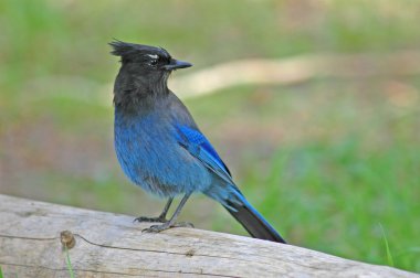 Steller 's Jay (siyanocitta stelleri)