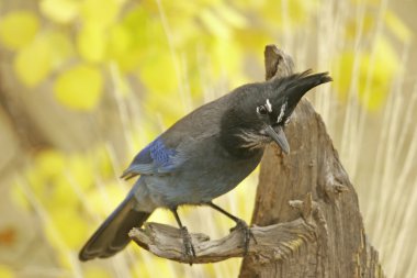 Steller 's Jay (siyanocitta stelleri)