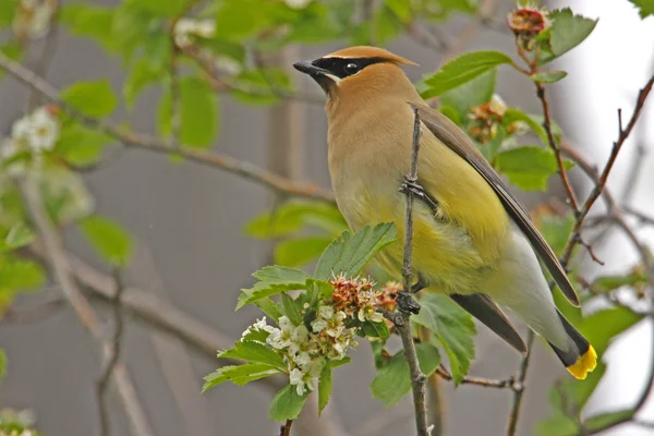 Cèdre épilé (bombycilla cedrorum) — Photo